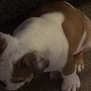 Meet your Posher, Alfred